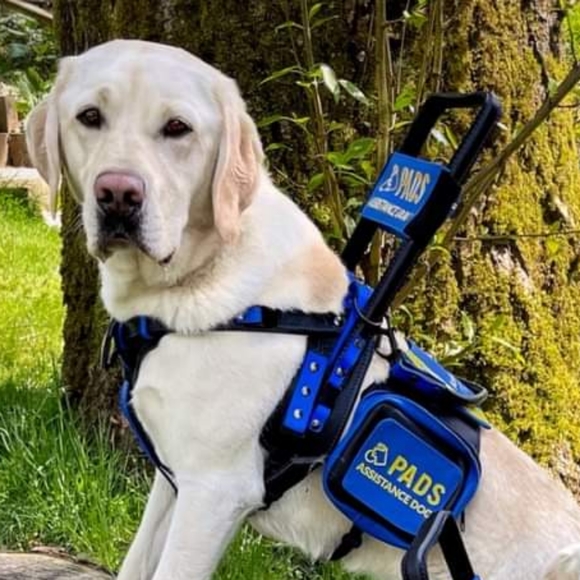Proceeds towards Service pup gear - Picture 2 of 3
